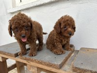 Toy poodle kore kan