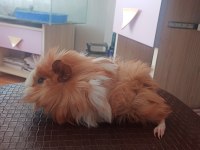 Guinea Pigler Kayseriden