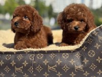 Red Toy Poodle Bebekler