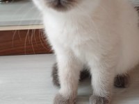 British scottish dişi erkek kedi vardır