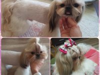12 Haziran doğumlu mini erkek shih tzu bebekler