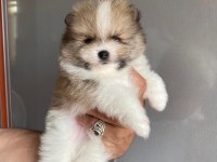 2 Erkek Ve 1 Dişi Yavru Pomeranian