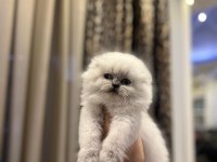 SCOTTISH FOLD LONGHAIR YAVRULARIM 