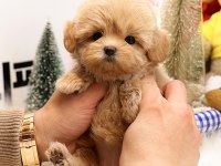 Sevgi Dolu Toy Poodle Yavrularımız