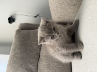 British shorthair 55 günlük erkek