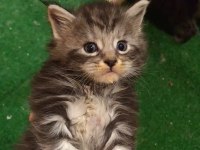 Maine coon yavruları