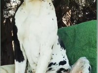 A Şecereli Danua