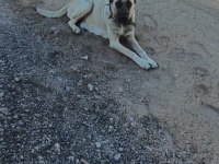 KANGAL SİVASTAN ALINIR KALİTE AYI BOĞANLAR