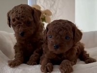 Orjinal tertemiz ev üretimi poodle yavrularımız