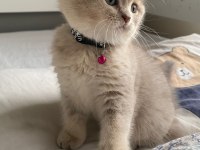 YAVRU KEDİLER