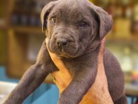 Blue cane corso bebekler yeni yuvalarını bekliyorlar
