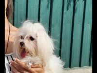 Micro Maltese Bebekler
