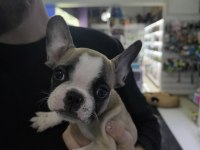 2.5 aylık french bulldog