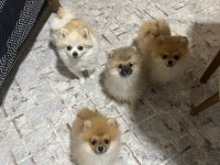 3 Aylık Erkek Pomeranian