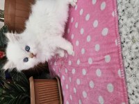 British longhair yavrular