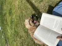 Takip şartı ile maltipoo