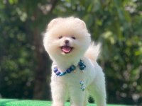 Safkan ayı surat pomeranian pofuduklarım yuva arıyor