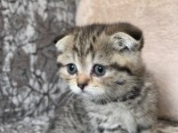 Kaliteden şaşma scottish fold