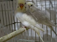 Yeni yeme düşen muhabbet kuşu bebekler