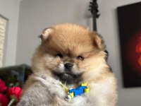 Pomeranian boo erkek köpeğimiz
