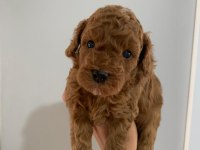 SÜPER KALİTE TOY POODLE YAVRULAR SAHİPLERİNİ BEKLİYOR