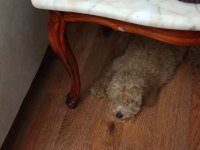 90 günlük toy poodle