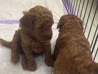 Toy poodle köpeğimiz