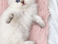 British longhair golden
