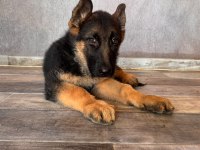 Alman çoban köpeği yavrularımız