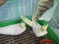 2 Aylık Lutino Sultan Papağanı Yavruları