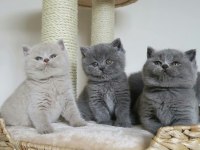 Top kafa British shorthair