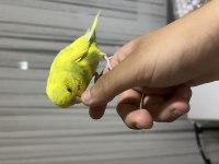 İNSAN GİBİ KONUŞAN MUHABBET KUŞU PAŞA
