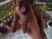 Çok Tatlı Dişi Teacup Poodle Yavrusu