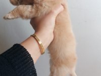 2.5 aylık maltipoo cinsi yavru köpek