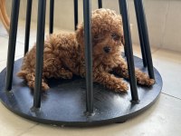 Orjinal ırk garantili toy Poodle