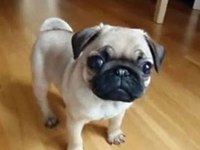 Pug RIFKI