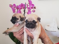 Safkan A kalite muhteşem pug yavruları