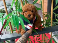 Toy poodle köpekleri
