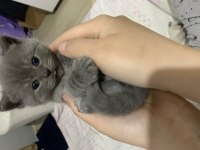 British shorthair 1 aylık