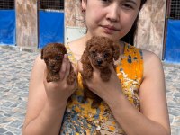 Kore red dark Poodle yavrularımız