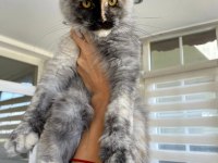 XL Mainecoon Yavruları
