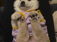 Çin aslanı köpeğimiz