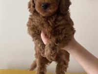 Sağlıklı Toy Poodle Yavrularımız
