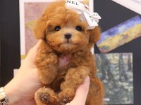 TOY POODLE YAVRULARIM
