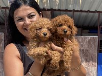 Ufacık toy poodle yavrularım