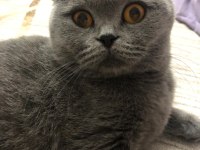 Analı Kızlı Verilecek Kediler