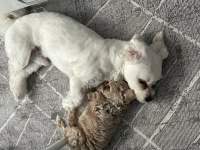 85 günlük orjinal kore maltipoo ev doğumlu kızımız