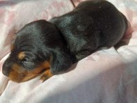 Dachshund sosis yavru