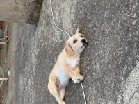 Terrier kırması kızımıza eşlemek için erkek arıyoruz