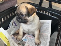 Yavru dişi pug
